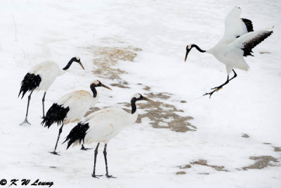 Red-Crowned Crane DSC_9293