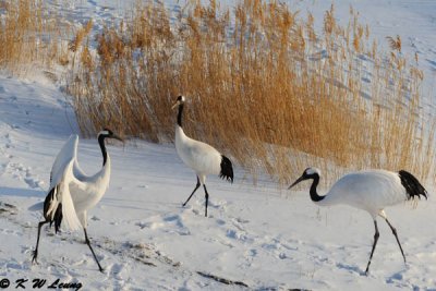 Red-Crowned Crane DSC_9601