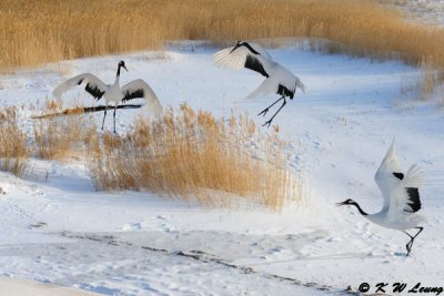 Red-Crowned Crane DSC_9558
