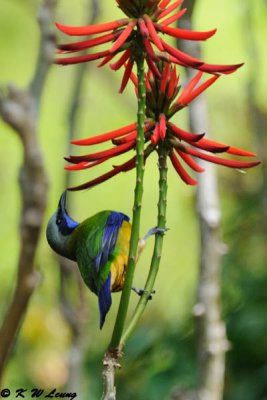 Orange-bellied Leafbird DSC_2249