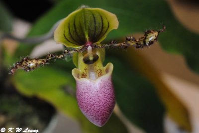 Orchid (DSC_3388)