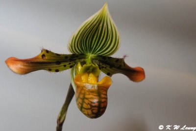 Orchid (DSC_3371)