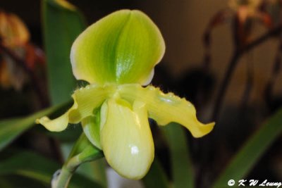 Orchid (DSC_3378)