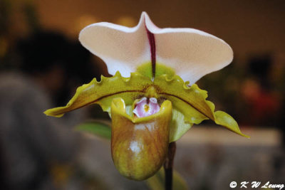 Orchid (DSC_3379)