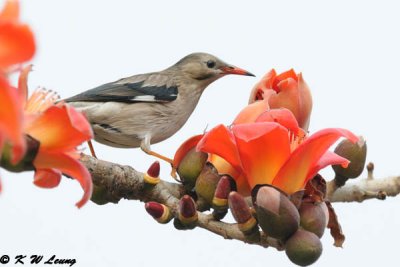 Red-billed Starling DSC_3126