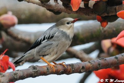 Red-billed Starling DSC_3216