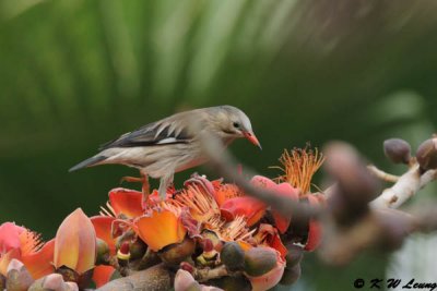 Red-billed Starling (絲光椋鳥)