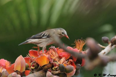 Red-billed Starling DSC_3164