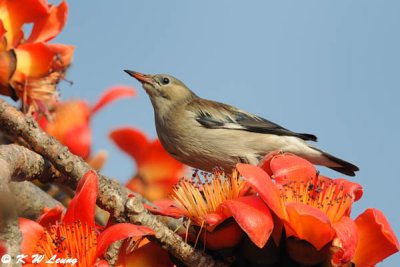 Red-billed Starling DSC_3365