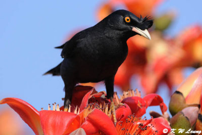 Crested Myna DSC_3416