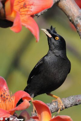 Crested Myna DSC_3459