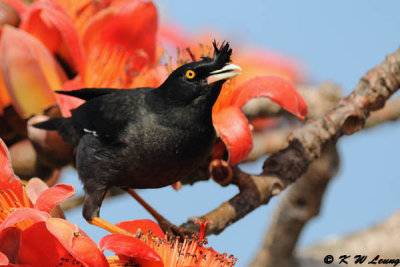 Crested Myna DSC_3331