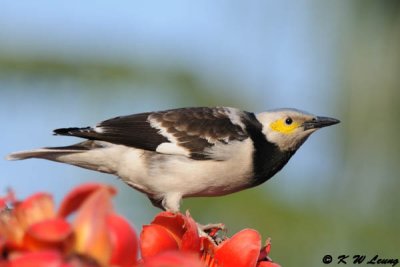 Black-collared starling DSC_3621