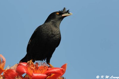 Crested Myna DSC_3274