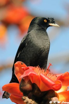 Crested Myna DSC_3311