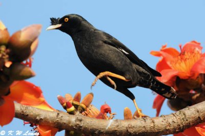 Crested Myna DSC_3294