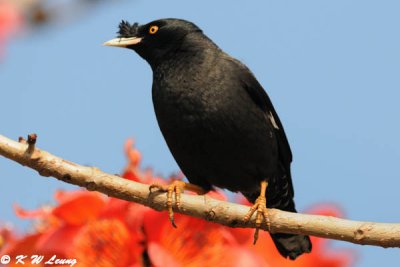 Crested Myna DSC_3310