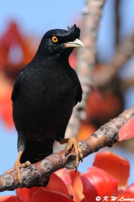 Crested Myna DSC_3401