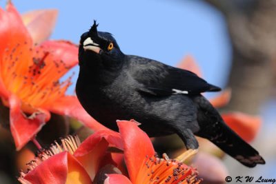 Crested Myna DSC_3440