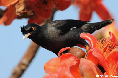 Crested Myna DSC_3328