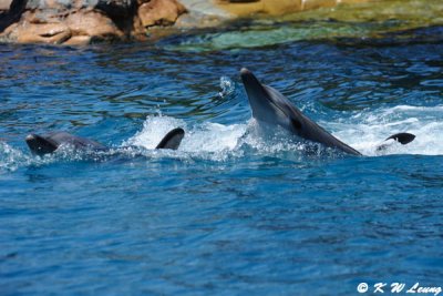 Dolphin Show (DSC_3907)