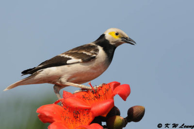 Black-collared starling DSC_3872