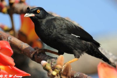 Crested Myna DSC_3843