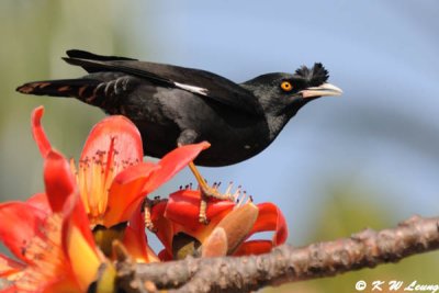 Crested Myna DSC_3790