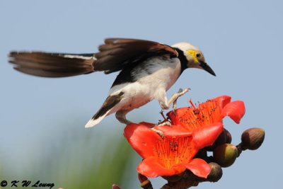 Black-collared starling DSC_3870