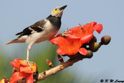 Black-collared starling DSC_3868