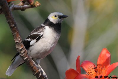 Black-collared starling DSC_3899