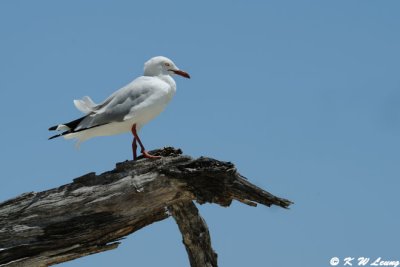 Gull (DSC_4351)