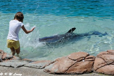 Dolphin Show (DSC_3915)