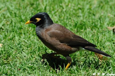 Common Myna DSC_3771