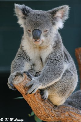 Koala (DSC_3548)