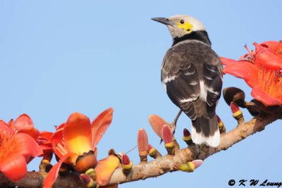 Black-collared starling DSC_4163