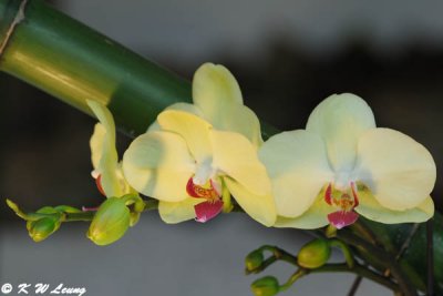 Orchid (DSC_4803)