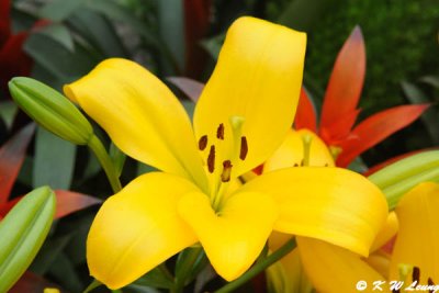 Lily (DSC_4856)