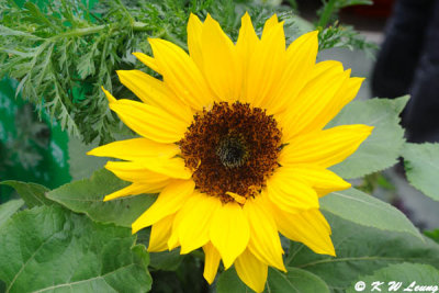 Sunflower (DSC_4850)
