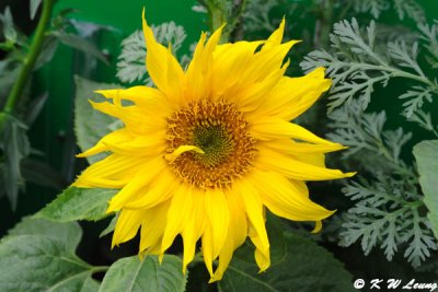 Sunflower (DSC_4851)