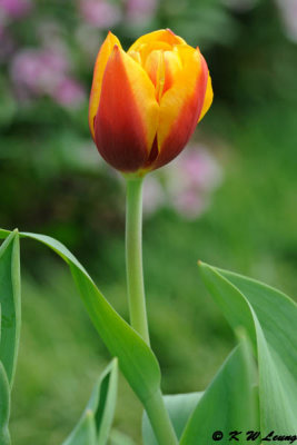Tulip (DSC_4831)