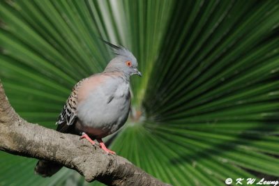 Crested Pigeon DSC_5127