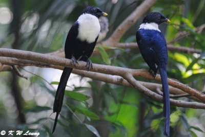 Celebes Magpie DSC_4846