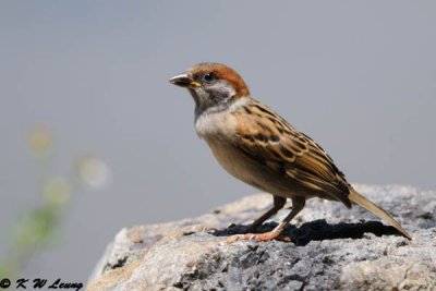 Russet Sparrow DSC_8380
