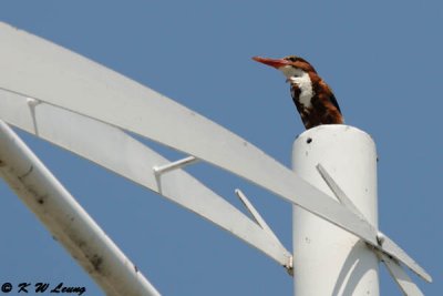 White-throated Kingfisher DSC_8655