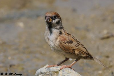 Eurasian Tree Sparrow DSC_8547