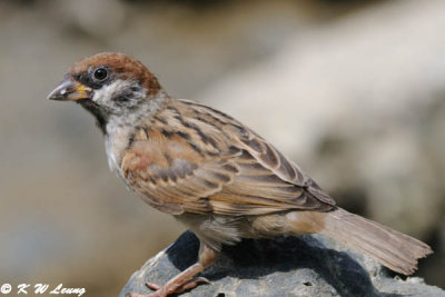 Eurasian Tree Sparrow DSC_8555