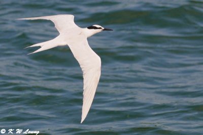 Black-naped Tern DSC_9723