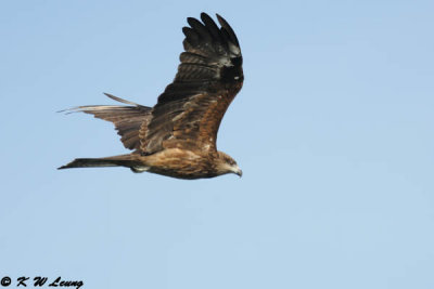 Black Kite DSC_0122