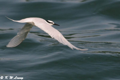 Black-naped Tern DSC_0237